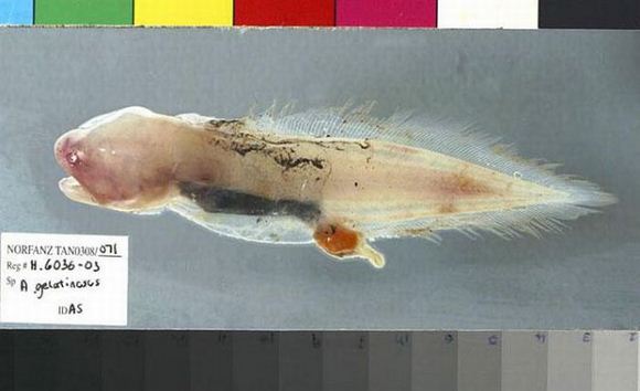 Koleksi Gambar Binatang Ganjil Laut Dalam (2)