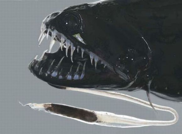 Koleksi Gambar Binatang Ganjil Laut Dalam (2)