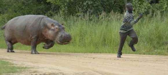 Hippopotamus chasing man