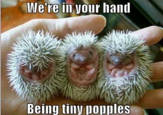 funny pictures of animals with captions. funny animals with captions.