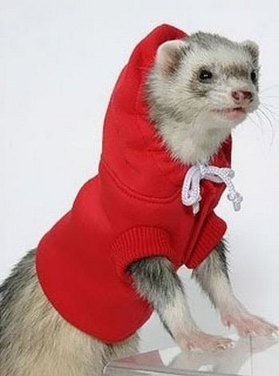 Sweater Ferrets