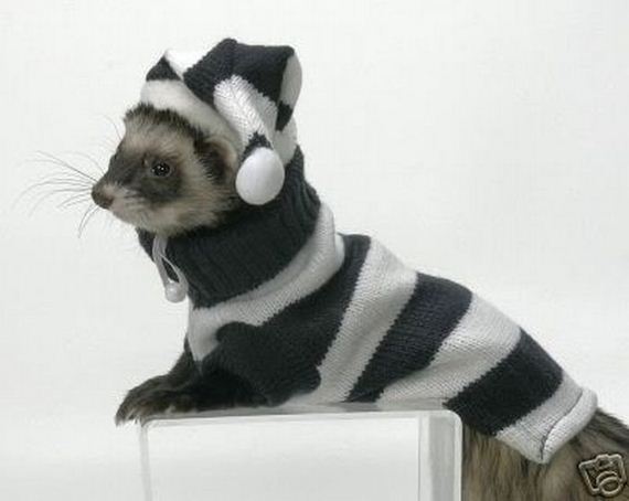 Sweater Ferrets