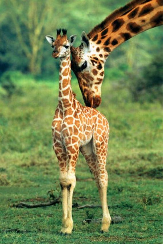 Baby Giraffes Barnorama