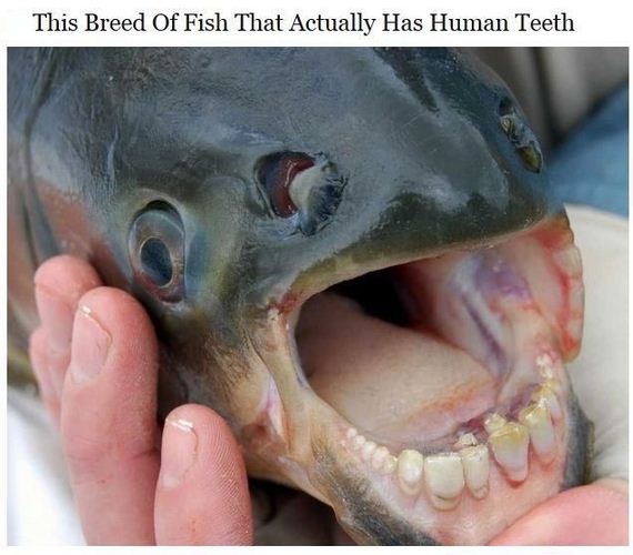 سمكة تملك اسنان شبيه باسنان البشر تماما