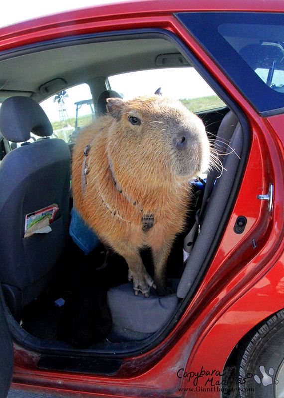 Μετά-looking-At-Αυτά-Φωτογραφίες-Capybara