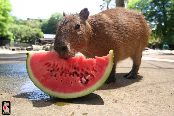 Μετά-looking-At-Αυτά-Φωτογραφίες-Capybara