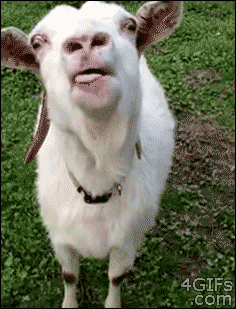 09-Animal-Tongues-That-Are-Control.gif