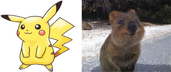 Animals That Are Definitely Secretly Pokémon - Barnorama