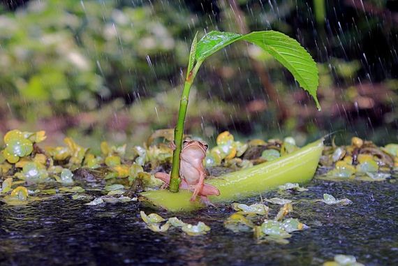 Frog-Using-Leaf-As-An-Umbrella