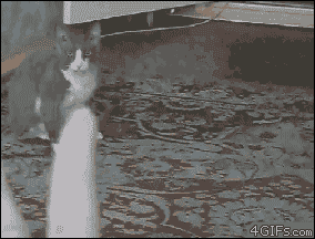 Funniest Cat GIFs Of The Week