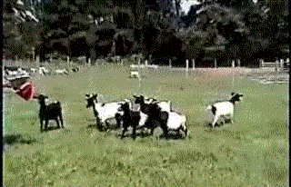03-GIFs-Adorable-Fainting-Goats.gif
