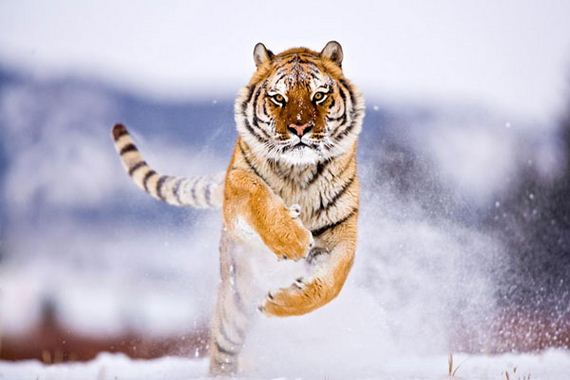 Tiger-First-image