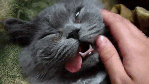http://www.barnorama.com/wp-content/images/2012/03/Why-Nap-Time-Should-Mandatory-Cats/02-Why-Nap-Time-Should-Mandatory-Cats.gif