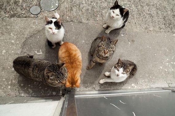 amazing-photos-from-cat-heaven