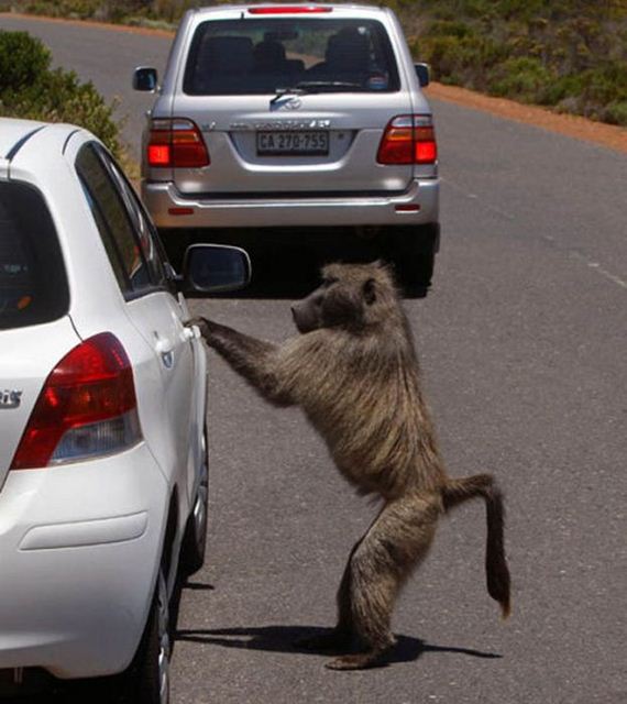baboons-vs-tourists