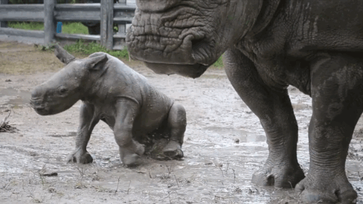baby-rhino-learns-walk