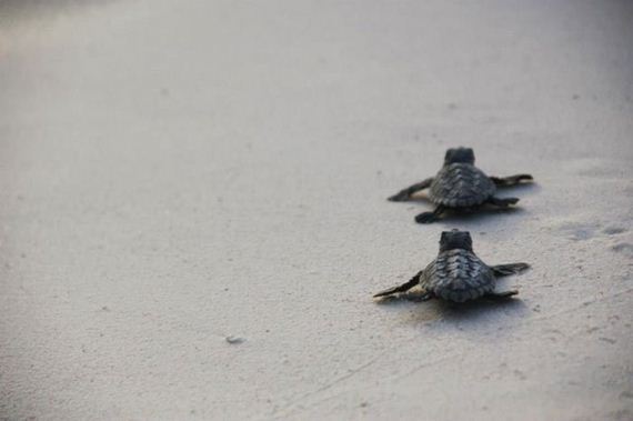 baby_turtles_to_sea
