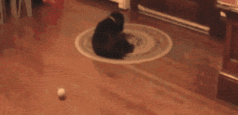 http://www.barnorama.com/wp-content/images/2012/03/daily-gifdump-214/16-daily-gifdump-214.gif