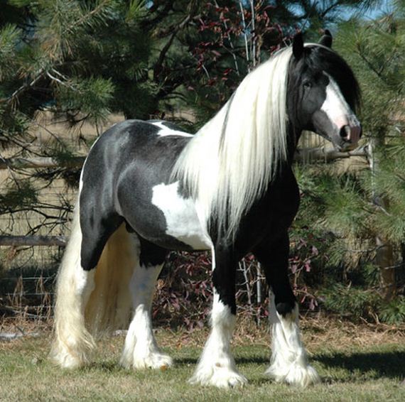 horses-with-better-hair