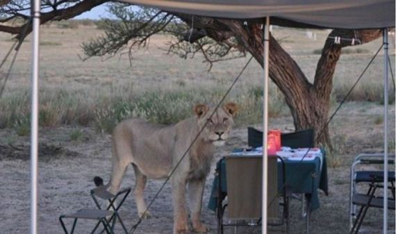 lions_safari