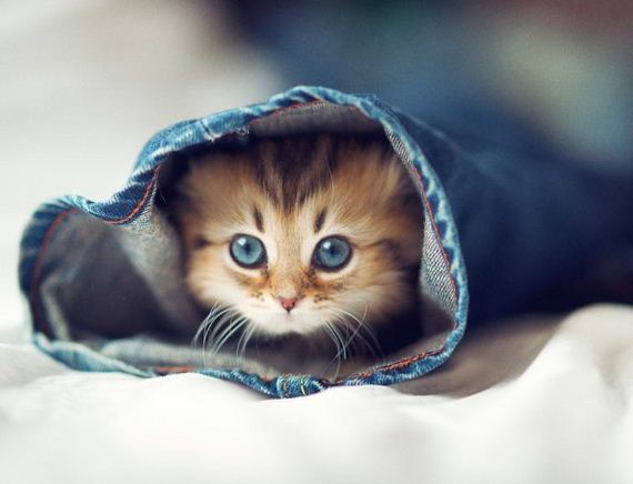 little-kitten