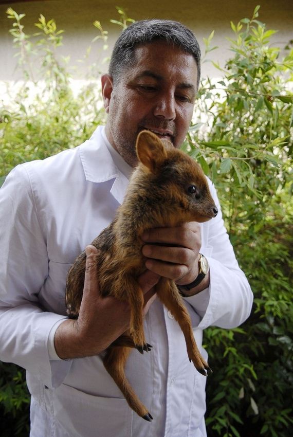 one-month-old-orphaned-pudu