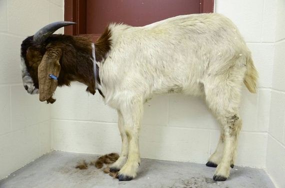 powerful_before_and_after_pictures_of_rescued_animals