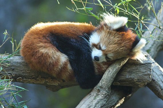 32-red-pandas-taking-advantage.jpg