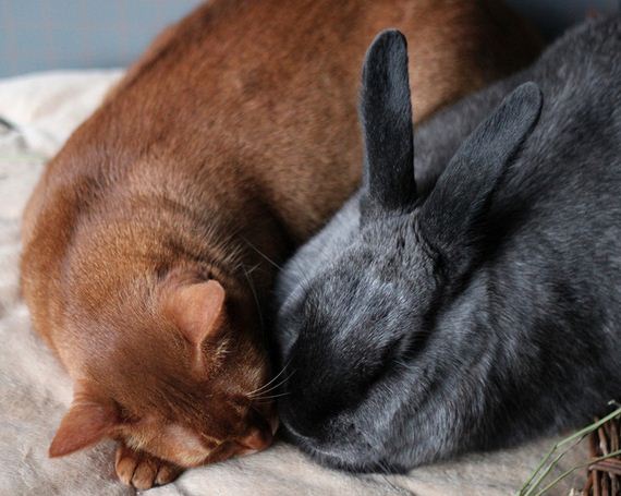 Rescued Cat And Rescued Rabbit Are Best Friends Forever Barnorama