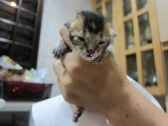 rescued-kitten