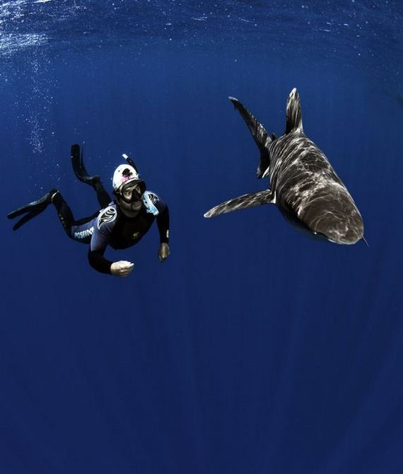 swimming-with-sharks