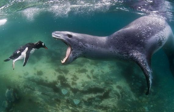 swimming_into_jaws_of_death