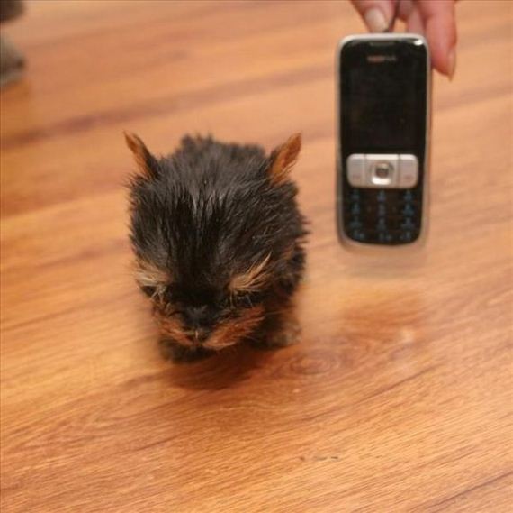 terrier-meysi-is-the-worlds-smallest-