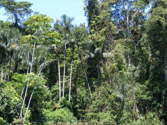 the-beauty-of-amazon-forest
