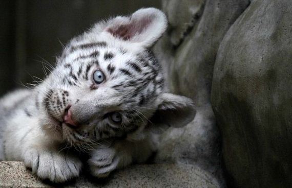 the-cutest-baby-animal-pictures