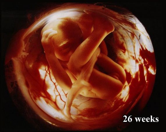The First 26 Weeks of a Fetus - Barnorama