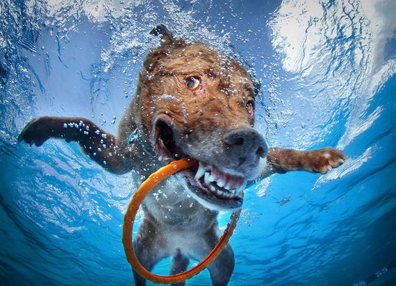 underwater-dogs-are-adorably-terrifying