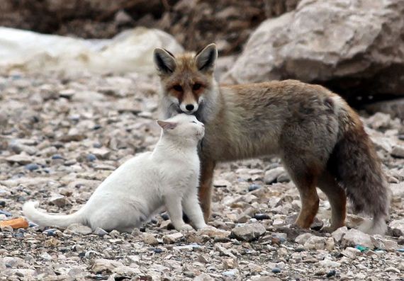 wild-cat-and-fox-are-best