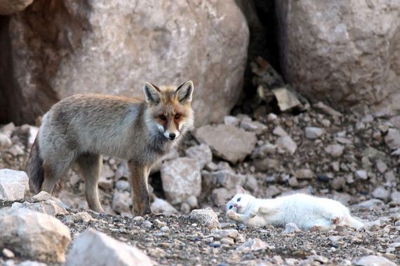wild-cat-and-fox-are-best