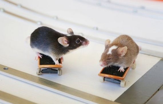 you_have_to_see_these_pictures_of_skateboarding_mice