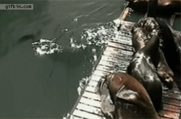 http://www.barnorama.com/wp-content/images/2013/01/Biggest-Animal-Jerks/02-Biggest-Animal-Jerks.gif