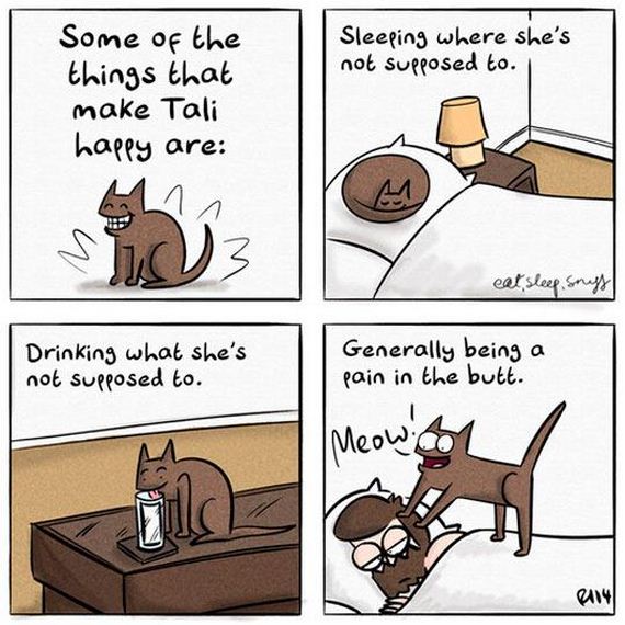Cat-Owners-Will-Understand