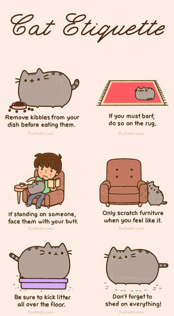 Cat-Owners-Will-Understand