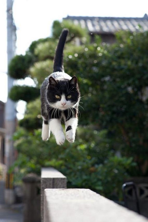 Cats-Caught-Hovering