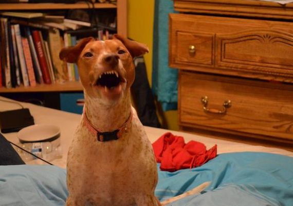 Dogs-Caught-Mid-Sneeze