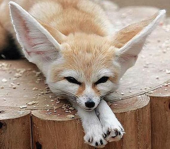 Fennec-Fox
