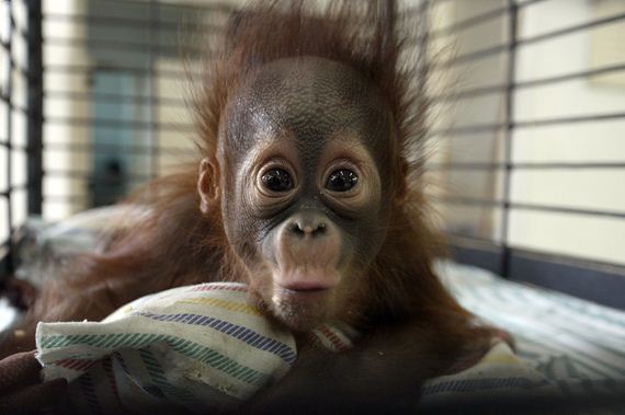 Most Adorable Baby Animal Photographs Of 2013 Barnorama