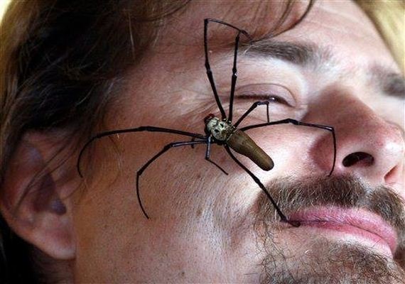 Reasons-Why-Arachnophobes