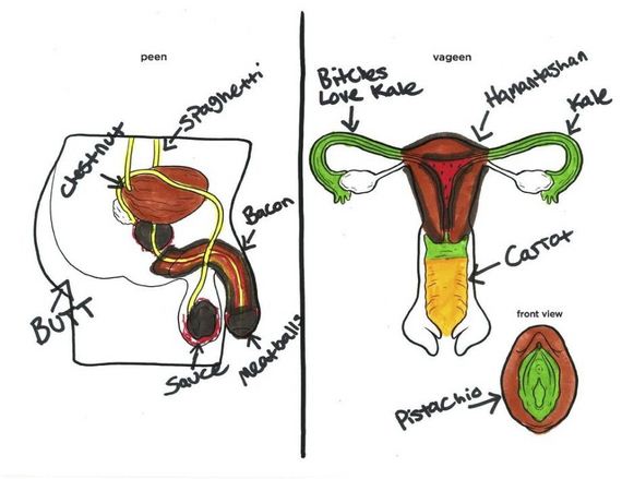 DIAGRAM Female Reproductive System Diagram 5th Grade MYDIAGRAM ONLINE