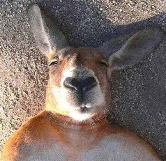 animal-selfies